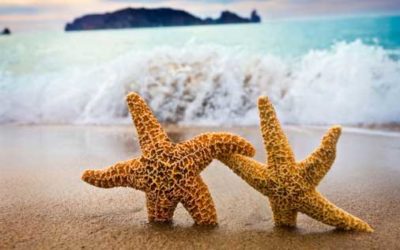 Manifesting ~ One starfish at a time!