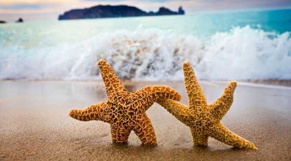 Manifesting ~ One starfish at a time!